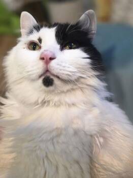 Mr Mr -  Domestic Long Hair Cat for Adoption in Troutdale, Oregon - Mr Mr | PetCurious