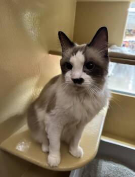 Queso -  Domestic Medium Hair Cat for Adoption in Canton, Massachusetts - Queso | PetCurious