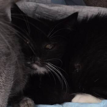 Woody -  Domestic Short Hair Cat for Adoption in Newark, New Jersey - Woody | PetCurious