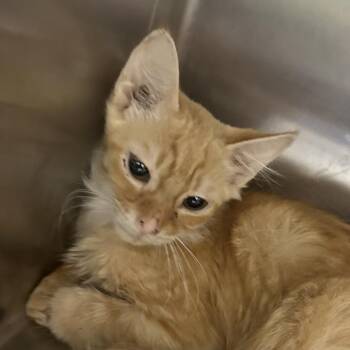 Daryl -  Domestic Short Hair Cat for Adoption in Corbin, Kentucky - Daryl | PetCurious