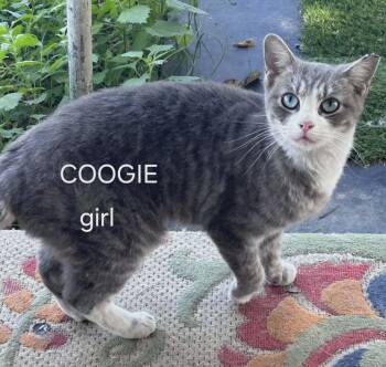 Coogie -  Domestic Short Hair Cat for Adoption in Marana, Arizona - Coogie | PetCurious