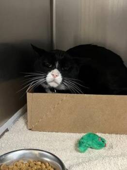 Domestic Short Hair Cats Available for Adoption in West Chester, Pennsylvania - Bebe (Ben) | PetCurious