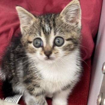Zeeba -  American Shorthair Cat for Adoption in Defiance, Ohio - Zeeba | PetCurious