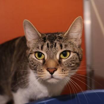 Luci -  Domestic Short Hair Cat for Adoption in Briarcliff Manor, New York - Luci | PetCurious
