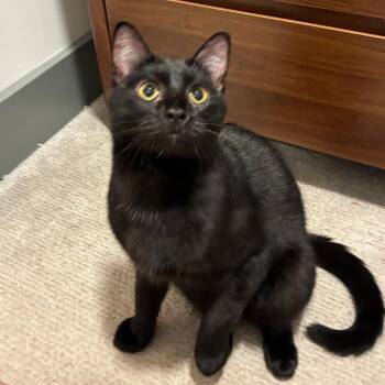 Jordan -  Domestic Short Hair Cat for Adoption in Falls Church, Virginia - Jordan | PetCurious