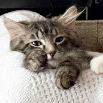 Spruce -  Domestic Long Hair Cat for Adoption in Des Moines, Iowa - Spruce | PetCurious