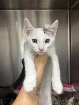 Mikel -  Domestic Short Hair Cat for Adoption in Thousand Oaks, California - Mikel | PetCurious