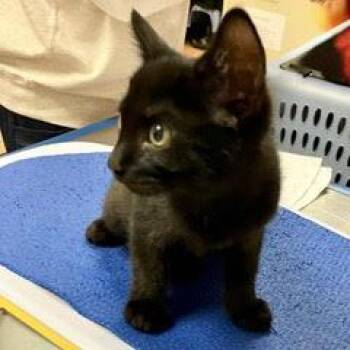Rescue Domestic Short Hair Cats for Adoption in Green Valley, Arizona - Amp | PetCurious
