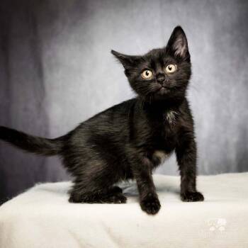 Domestic Medium Hair Cats Available for Adoption in Calimesa, California - Poppy | PetCurious