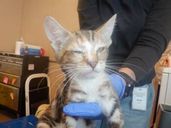 Domestic Short Hair Cats Available for Adoption in San Jose, California - A1405230 | PetCurious