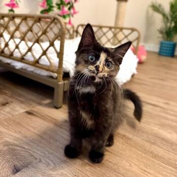 Twixie Twix Torti Cutie -  Tortoiseshell and Domestic Medium Hair Cat for Adoption in Friendswood, Texas - Twixie Twix Torti Cutie | PetCurious