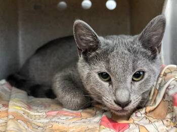 Koala -  Domestic Short Hair Cat for Adoption in Powell, Ohio - Koala | PetCurious