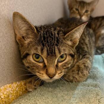Schmendrick -  Domestic Short Hair Cat for Adoption in Pittsburgh, Pennsylvania - Schmendrick | PetCurious