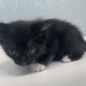 Domestic Short Hair Cats Available for Adoption in Tampa, Florida - Treasure | PetCurious