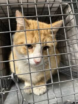 Domestic Short Hair Cats Available for Adoption in Las Vegas, Nevada - BOOTS | PetCurious