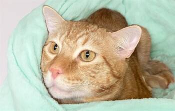 TYSON -  Domestic Short Hair Cat for Adoption in Fort Lauderdale, Florida - TYSON | PetCurious