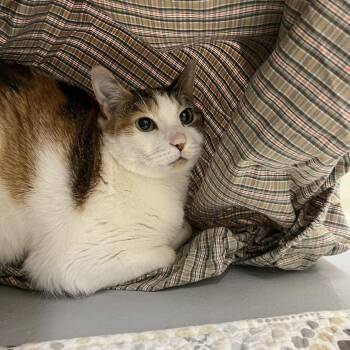 Callie -  Domestic Short Hair Cat for Adoption in Bedford, New Hampshire - Callie | PetCurious