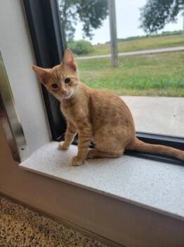 Fortune -  Domestic Short Hair Cat for Adoption in Fergus Falls, Minnesota - Fortune | PetCurious