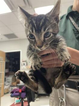 Rescue Domestic Short Hair Cats for Adoption in Plano, Texas - Whiskers A214180 | PetCurious