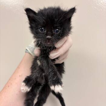Carissa -  Domestic Medium Hair Cat for Adoption in Reno, Nevada - Carissa | PetCurious