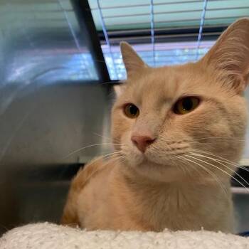 Chester -  Domestic Short Hair Cat for Adoption in Dayton, Ohio - Chester | PetCurious