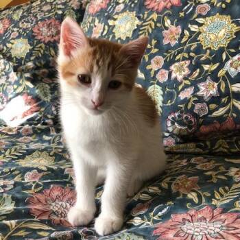 Cooper -  Domestic Short Hair Cat for Adoption in Pleasant Hill, California - Cooper | PetCurious