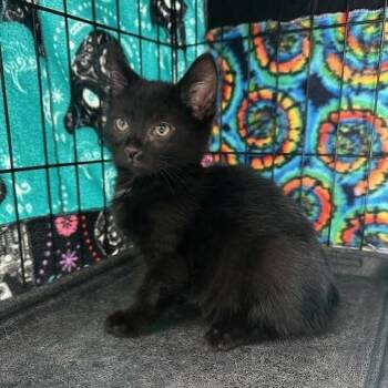 Domestic Short Hair Cats Available for Adoption in Indianapolis, Indiana - Onyx | PetCurious