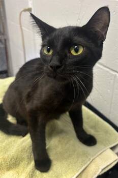 MORTICIA -  Domestic Short Hair Cat for Adoption in Indianapolis, Indiana - MORTICIA | PetCurious