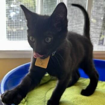 Jody - Super Fun -  Bombay Cat for Adoption in Hoquiam, Washington - Jody - Super Fun | PetCurious