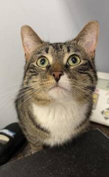 Domestic Short Hair Cats Available for Adoption - Cooper | PetCurious