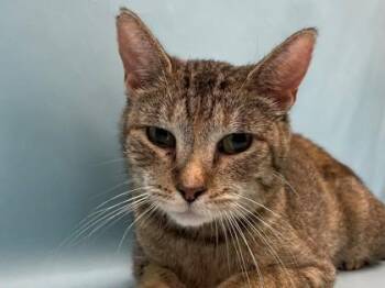 Peanut Butter Cup -  Domestic Short Hair Cat for Adoption in Minneapolis, Minnesota - Peanut Butter Cup | PetCurious