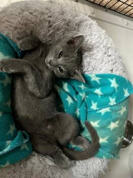 Rescue Domestic Short Hair Cats for Adoption in Bryson City, North Carolina - Ursula | PetCurious