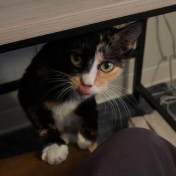 Domestic Short Hair Cats Available for Adoption in New Fairfield, Connecticut - Pecan | PetCurious