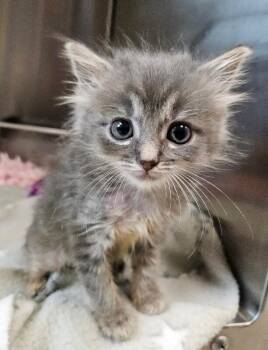 Seashell -  Domestic Short Hair Cat for Adoption in Disputanta, Virginia - Seashell | PetCurious