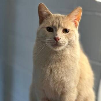 Rescue Domestic Short Hair Cats for Adoption in Menasha, Wisconsin - Flora | PetCurious