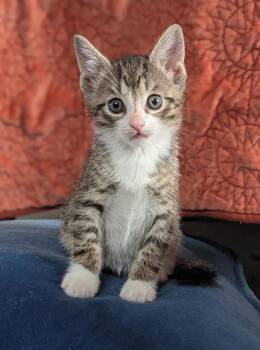 Earl Grey -  Domestic Short Hair Cat for Adoption in Bowie, Maryland - Earl Grey | PetCurious