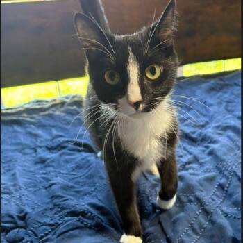 Domestic Short Hair Cats Available for Adoption in Snow Hill, North Carolina - Dew Drop | PetCurious