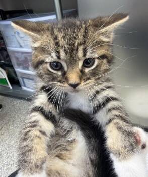 Tiffany -  Domestic Short Hair Cat for Adoption in Pomona, New York - Tiffany | PetCurious