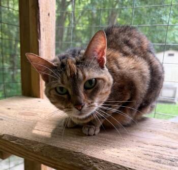 Rose -  Domestic Short Hair Cat for Adoption in Cambridge, Maryland - Rose | PetCurious