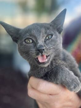 Rescue Domestic Short Hair Cats for Adoption in Ontario, California - CHARCOAL | PetCurious