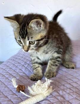 Damien -  Tabby and Domestic Short Hair Cat for Adoption in Campbell, California - Damien | PetCurious