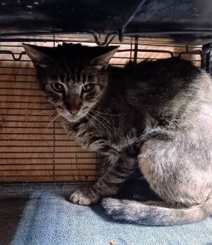 Rescue Domestic Short Hair Cats for Adoption in Thatcher, Arizona - Rex | PetCurious