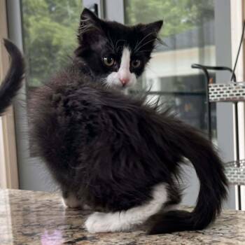 Domestic Medium Hair Cats Available for Adoption in Candler, North Carolina - Columbia | PetCurious