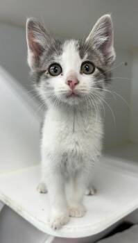 Domestic Short Hair Cats Available for Adoption in Rochester, Indiana - Petey | PetCurious