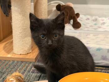 Martie -  Domestic Short Hair Cat for Adoption in Powell, Ohio - Martie | PetCurious