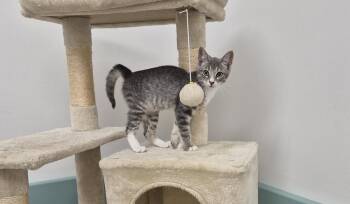 Jerry -  Domestic Short Hair Cat for Adoption in South Bend, Indiana - Jerry | PetCurious