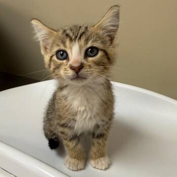 Pompom -  Domestic Short Hair Cat for Adoption in Birmingham, Alabama - Pompom | PetCurious