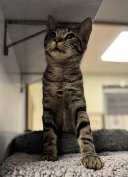 Domestic Short Hair Cats Available for Adoption in Eagle, Colorado - Bologna | PetCurious