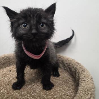 Bartok -  Domestic Medium Hair Cat for Adoption in Great Falls, Montana - Bartok | PetCurious