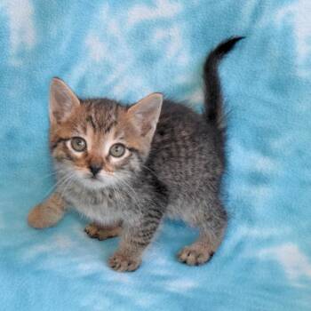 Cove 52719 -  Domestic Short Hair Cat for Adoption in Eureka, California - Cove 52719 | PetCurious